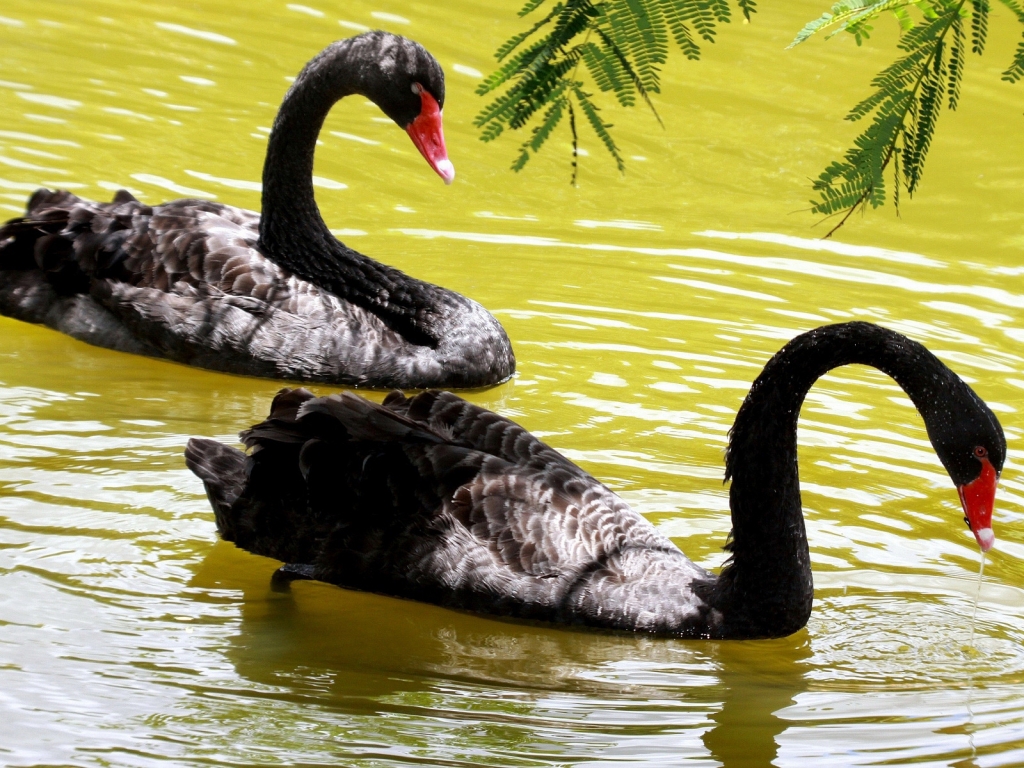 Black Swans for 1024 x 768 resolution