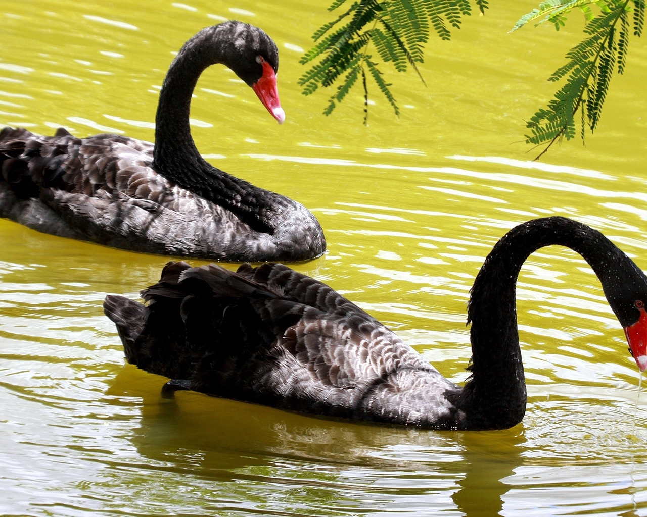 Black Swans for 1280 x 1024 resolution