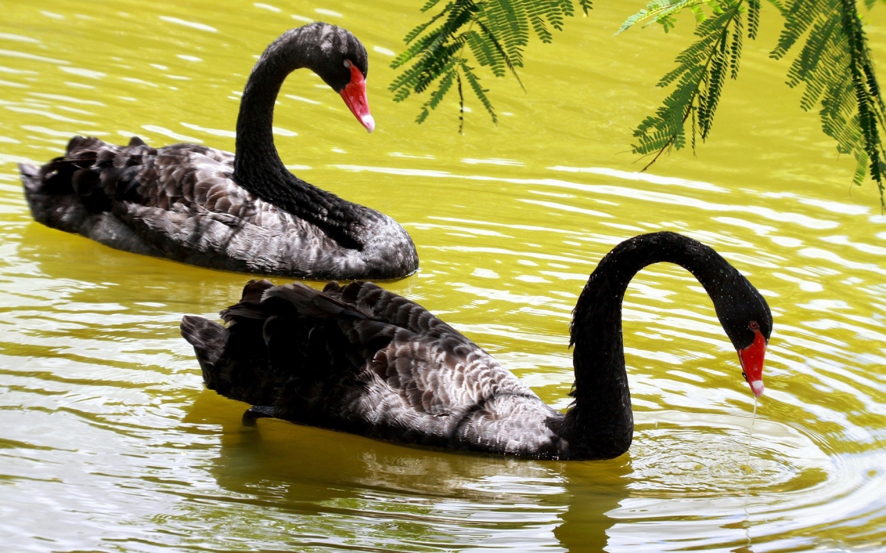 Black Swans for 1280 x 800 widescreen resolution