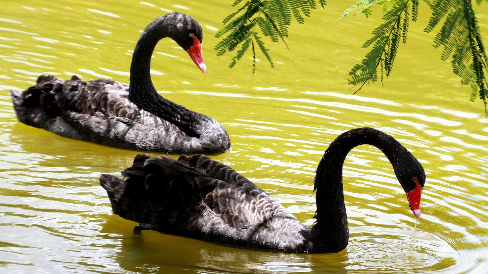Black Swans for 1600 x 900 HDTV resolution