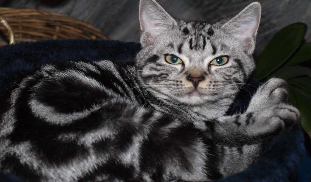 Blotched American Shorthair for 1024 x 600 widescreen resolution
