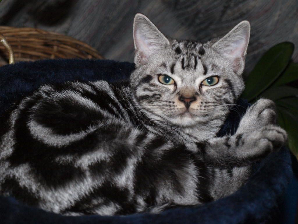 Blotched American Shorthair for 1024 x 768 resolution