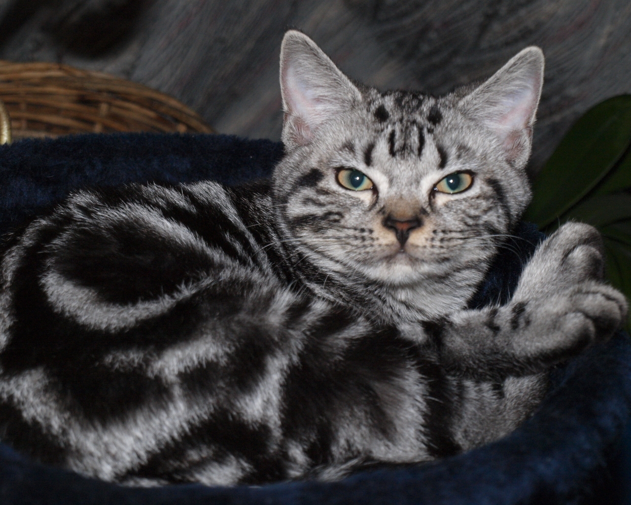 Blotched American Shorthair for 1280 x 1024 resolution