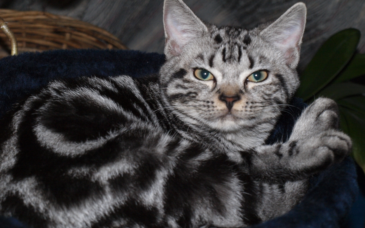 Blotched American Shorthair for 1280 x 800 widescreen resolution