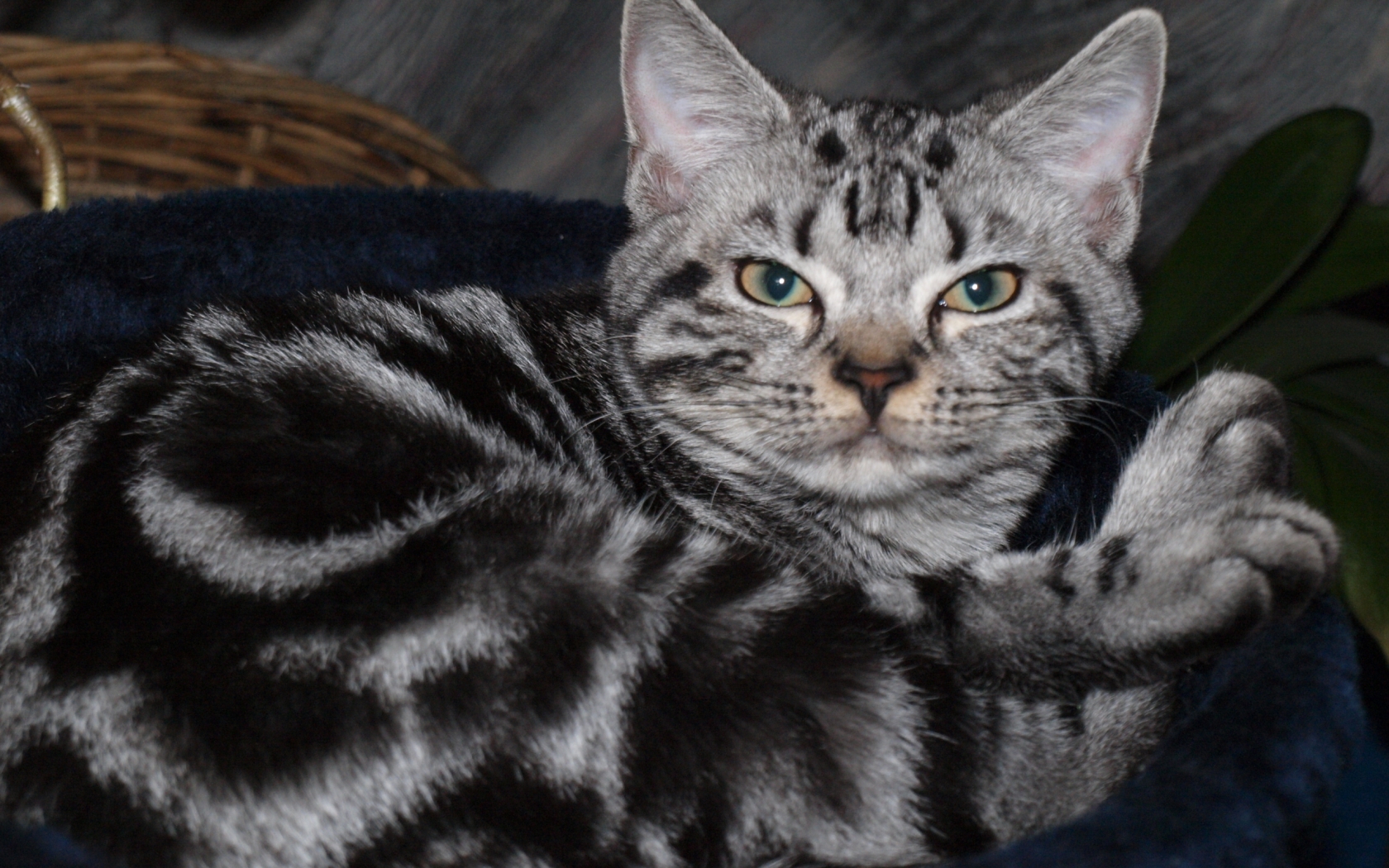Blotched American Shorthair for 1680 x 1050 widescreen resolution