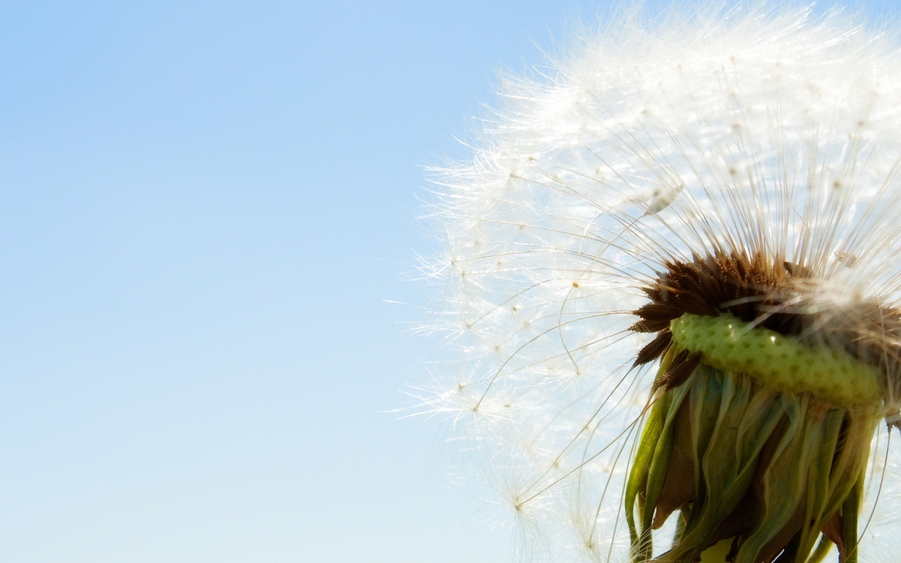 Blowball for 1280 x 800 widescreen resolution