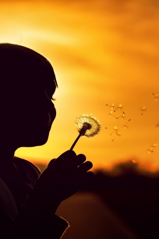 Blowing Dandelion for 320 x 480 iPhone resolution