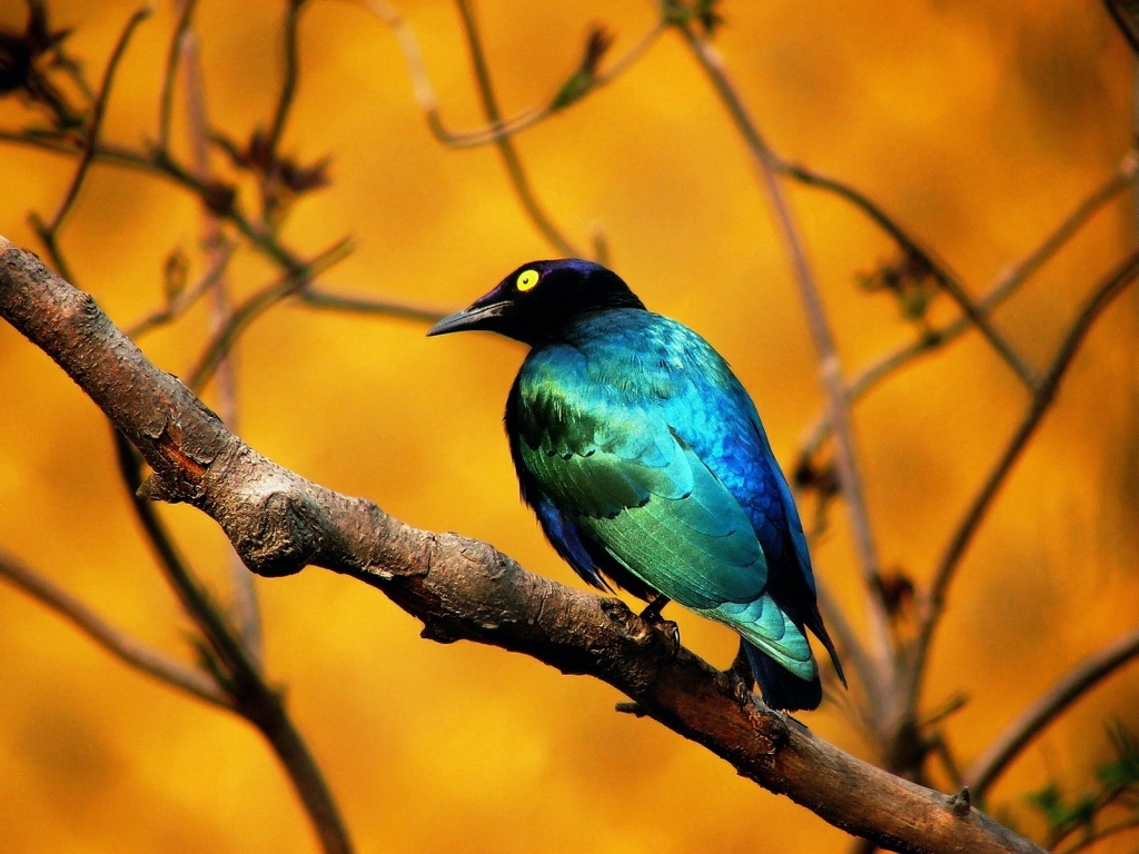 Blue Bird for 1024 x 768 resolution