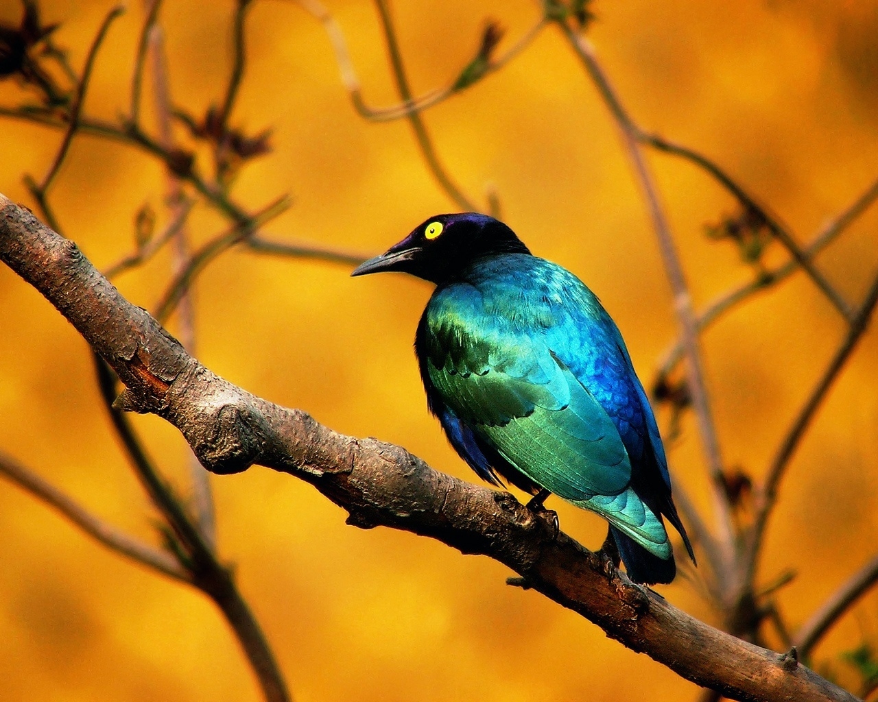 Blue Bird for 1280 x 1024 resolution