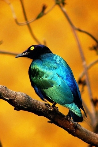 Blue Bird for 320 x 480 iPhone resolution