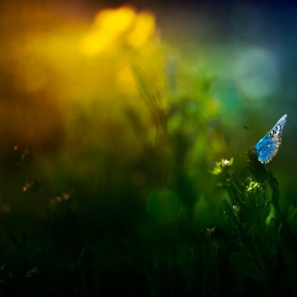 Blue Butterfly on Grass for 1024 x 1024 iPad resolution