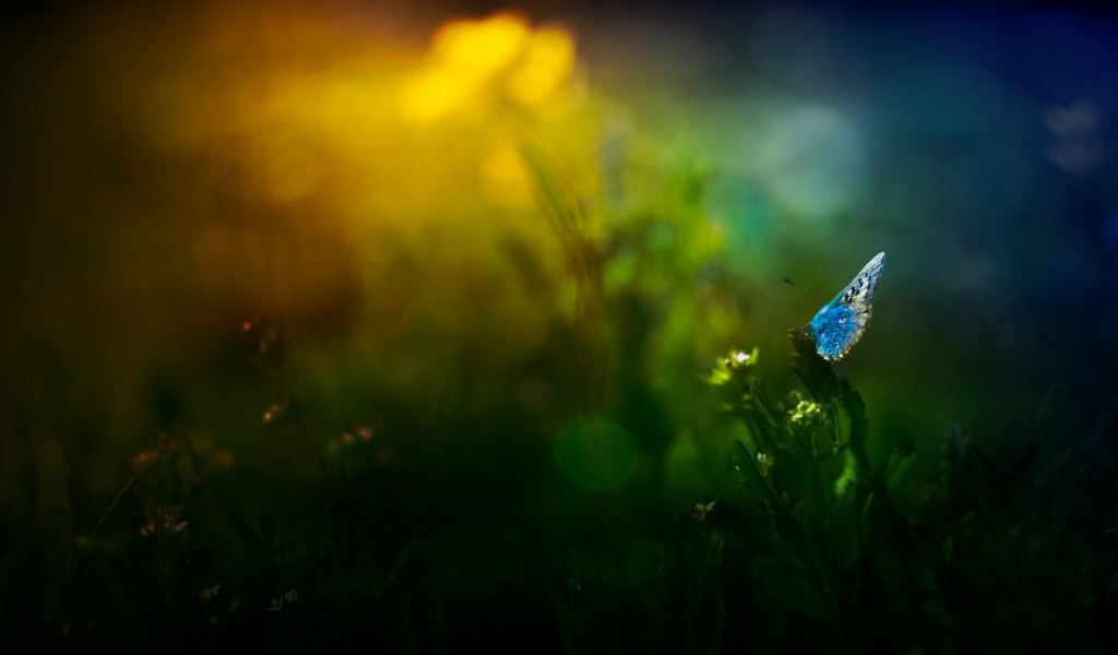 Blue Butterfly on Grass for 1024 x 600 widescreen resolution