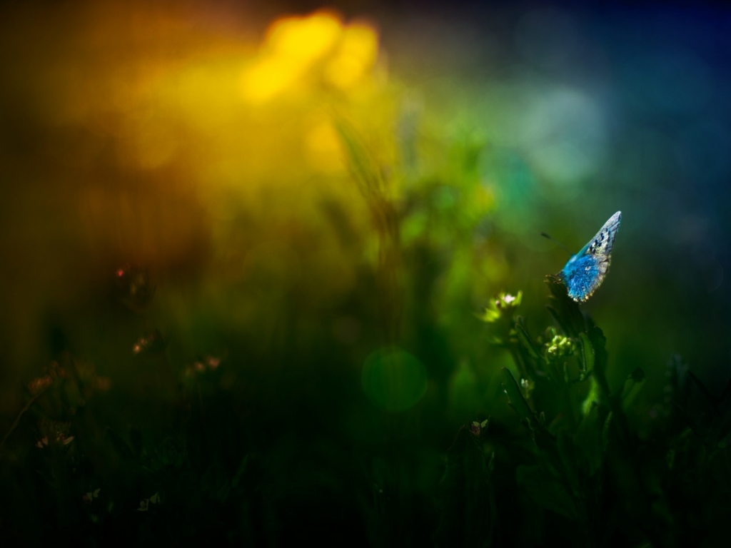 Blue Butterfly on Grass for 1024 x 768 resolution