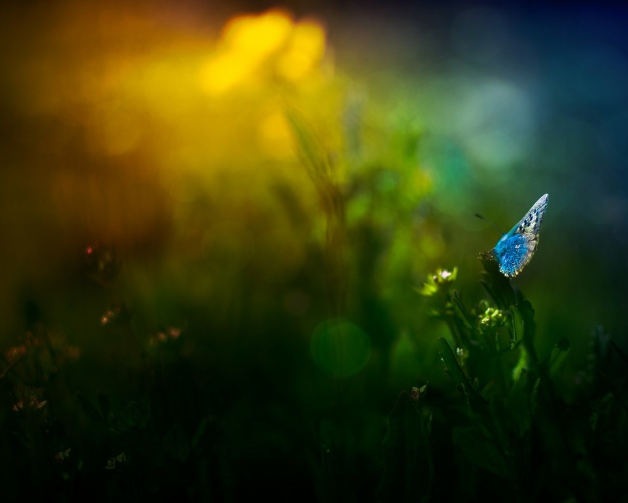 Blue Butterfly on Grass for 1280 x 1024 resolution