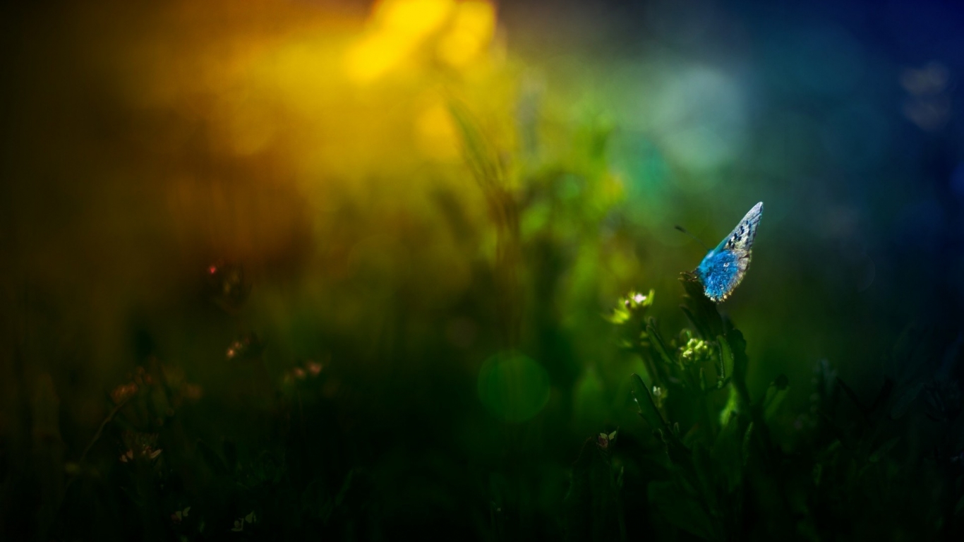 Blue Butterfly on Grass for 1366 x 768 HDTV resolution
