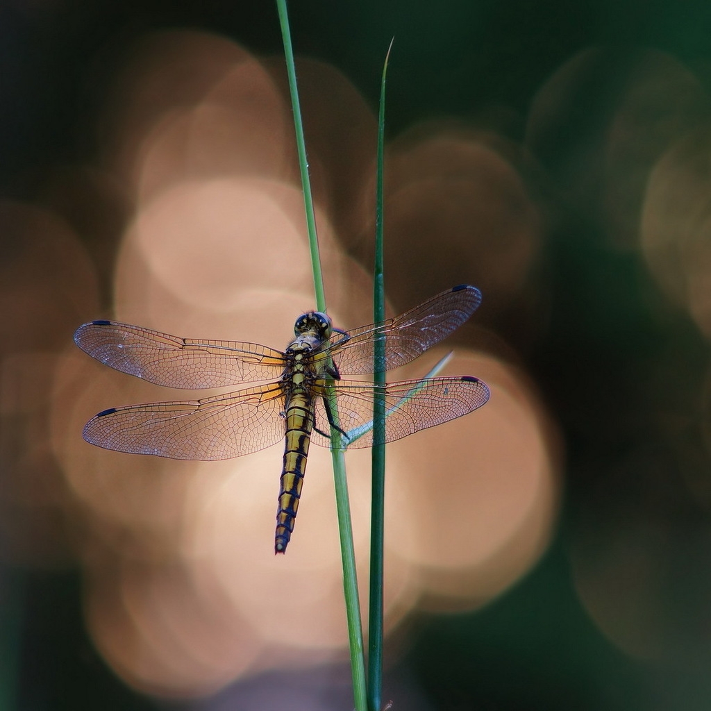 Blue Dragonfly on a Blade of Grass for 1024 x 1024 iPad resolution