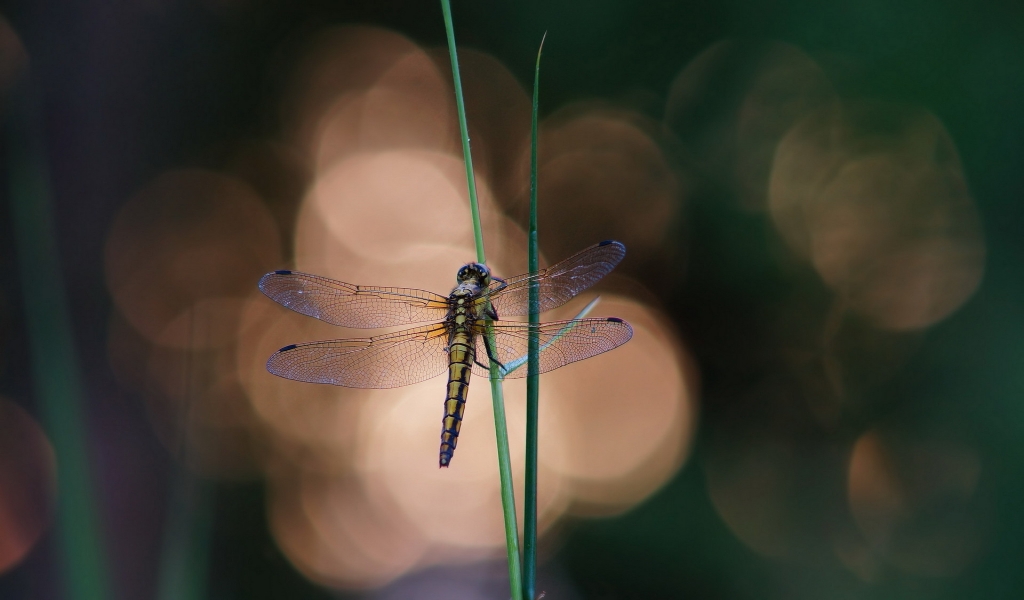 Blue Dragonfly on a Blade of Grass for 1024 x 600 widescreen resolution