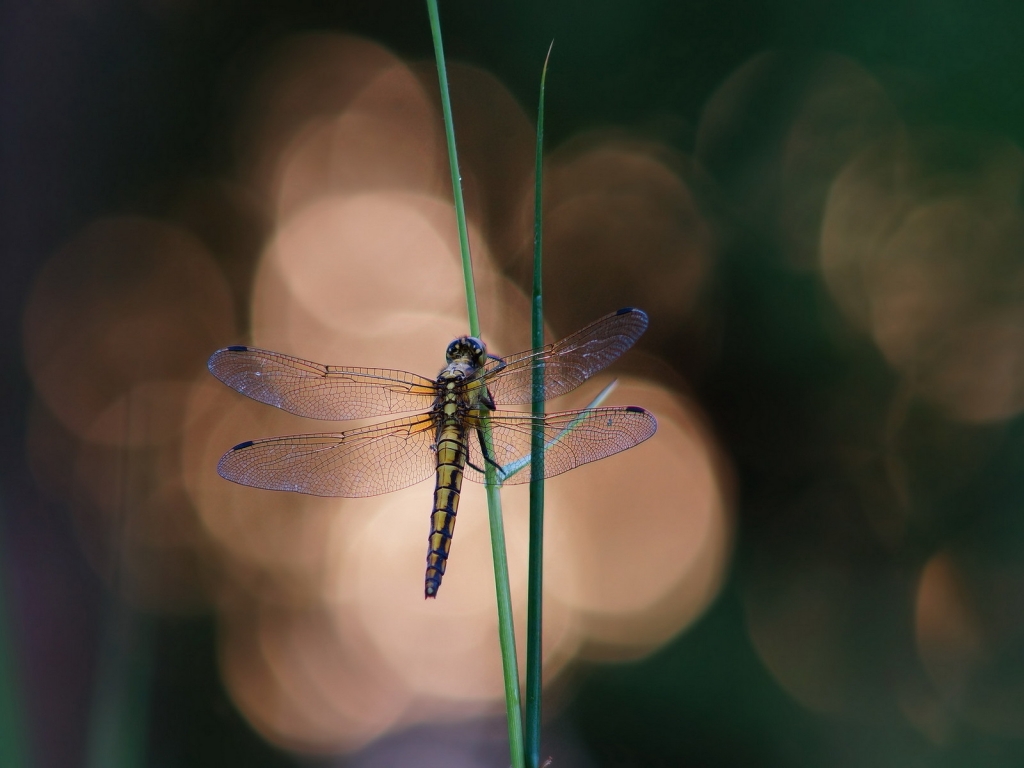 Blue Dragonfly on a Blade of Grass for 1024 x 768 resolution