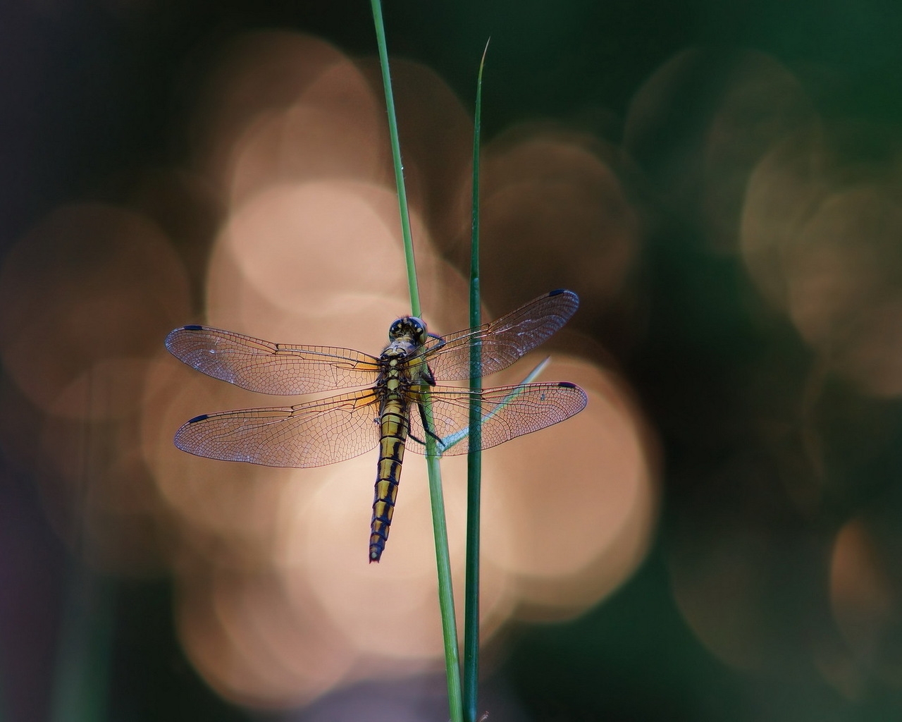 Blue Dragonfly on a Blade of Grass for 1280 x 1024 resolution