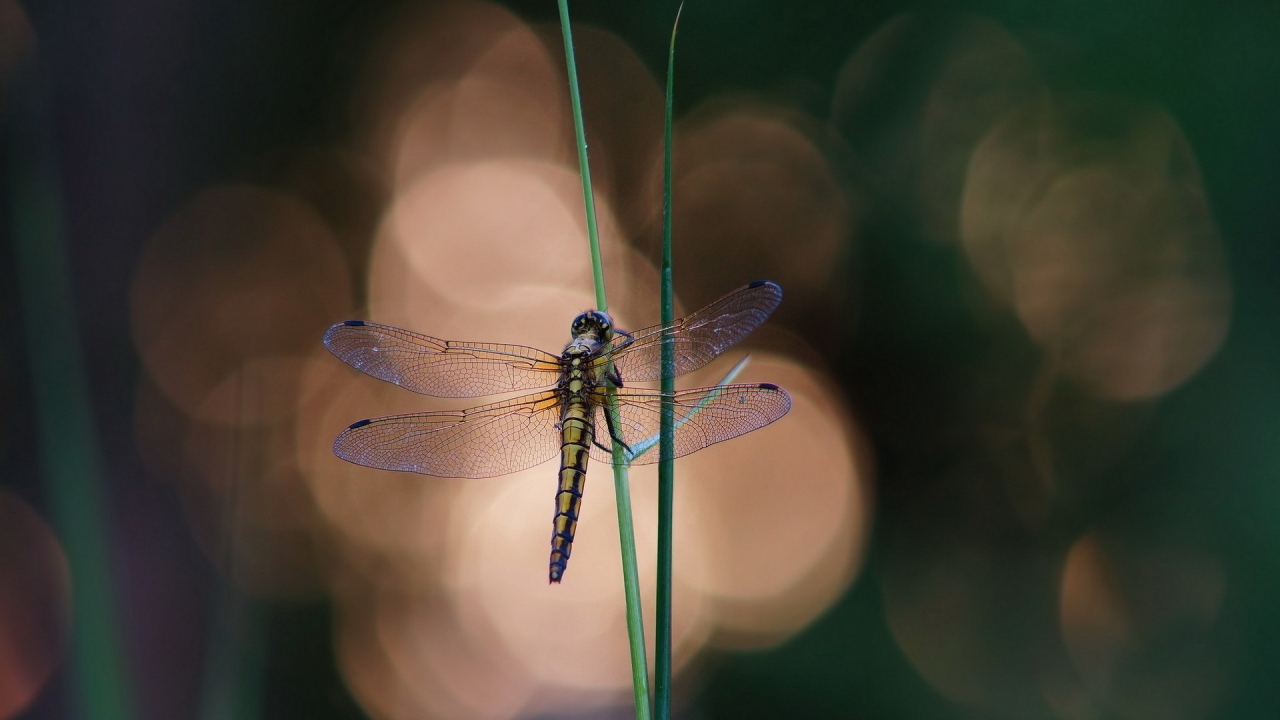 Blue Dragonfly on a Blade of Grass for 1280 x 720 HDTV 720p resolution