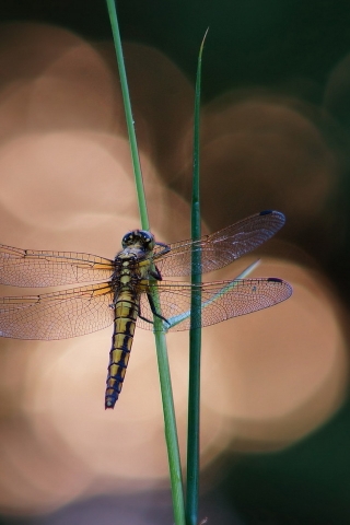 Blue Dragonfly on a Blade of Grass for 320 x 480 iPhone resolution