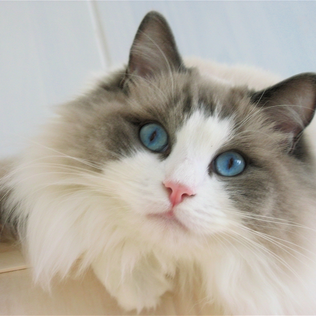 Blue Eyes Ragdoll Cat for 1024 x 1024 iPad resolution