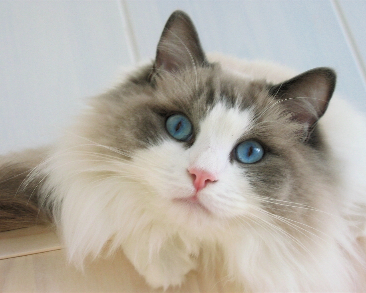 Blue Eyes Ragdoll Cat for 1280 x 1024 resolution