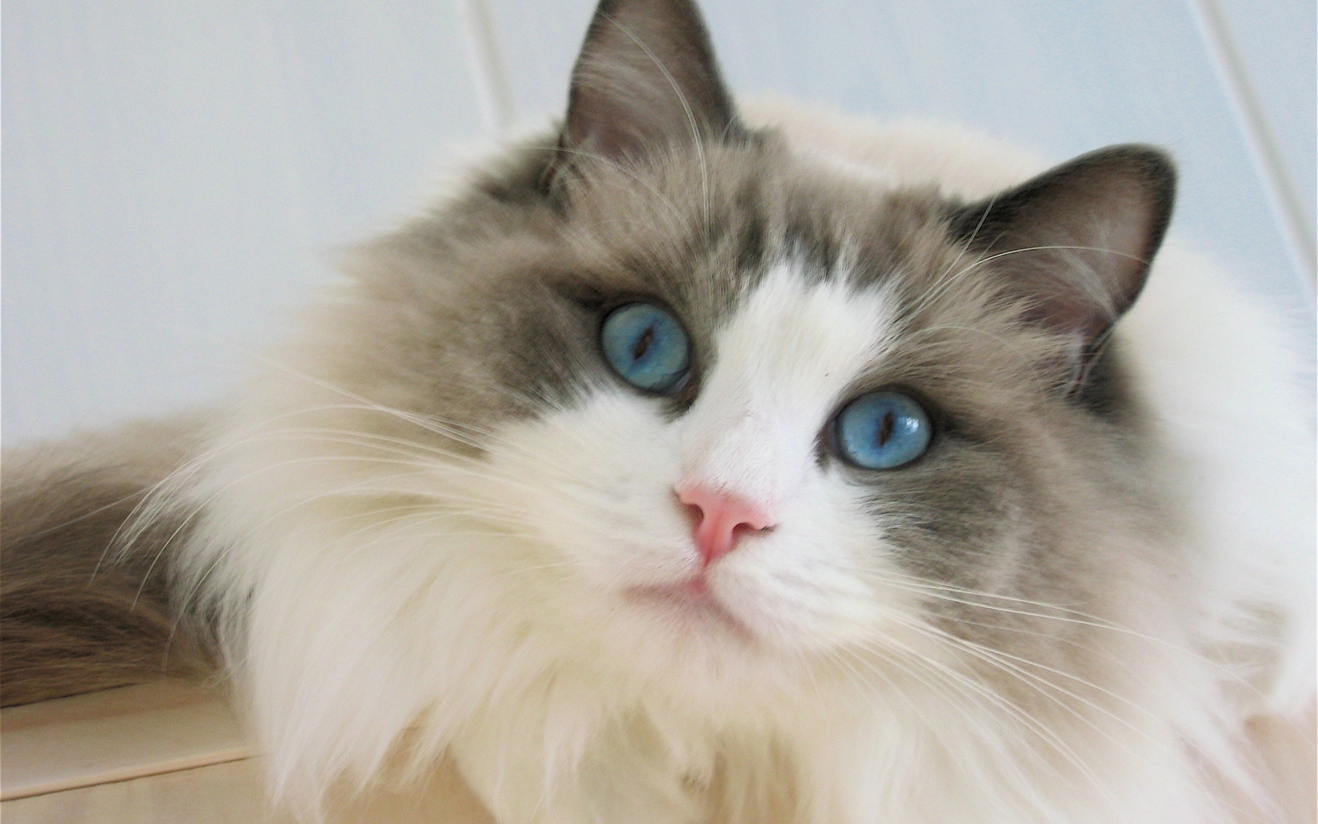 Blue Eyes Ragdoll Cat for 1920 x 1200 widescreen resolution
