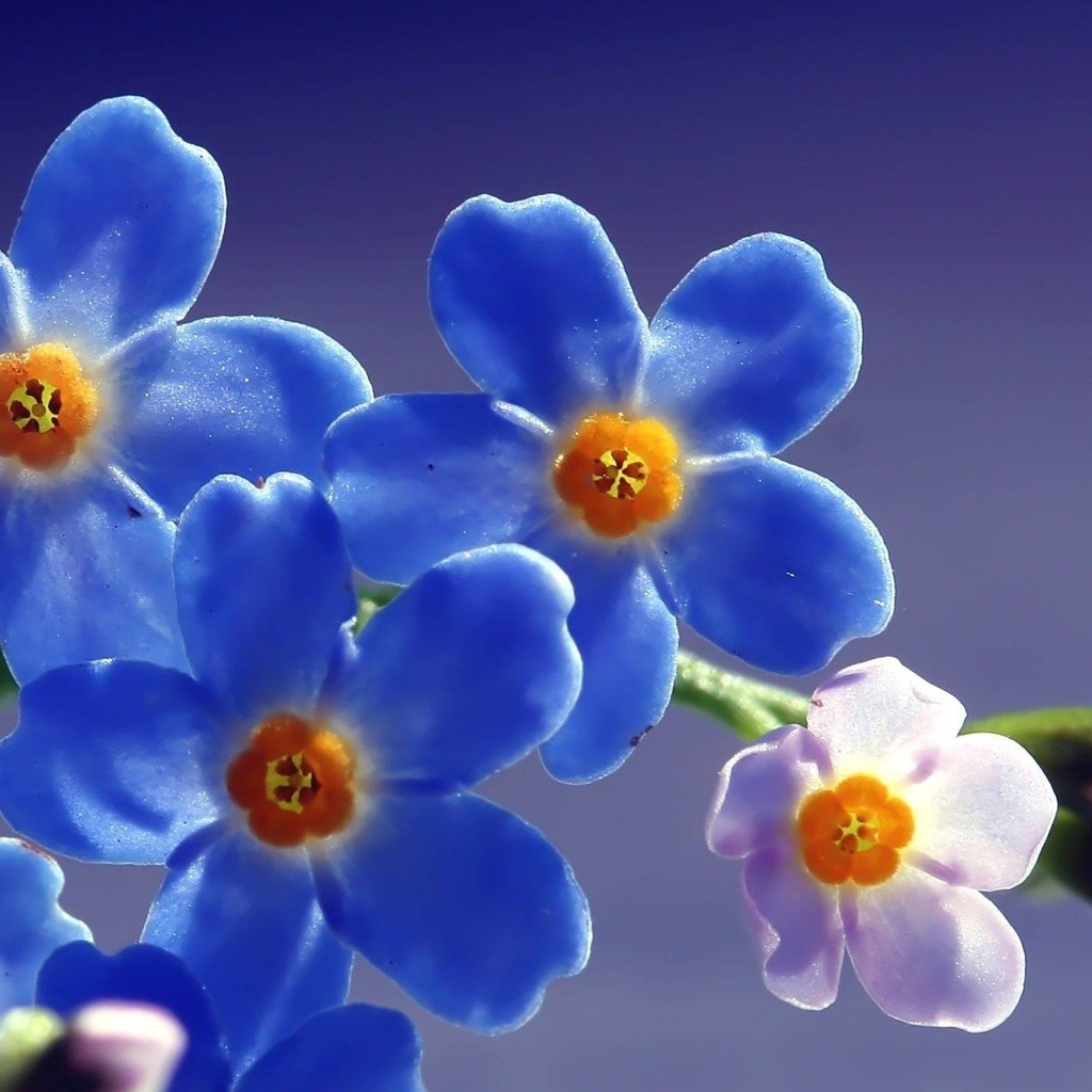Blue Forget Me Not Flower for 1024 x 1024 iPad resolution