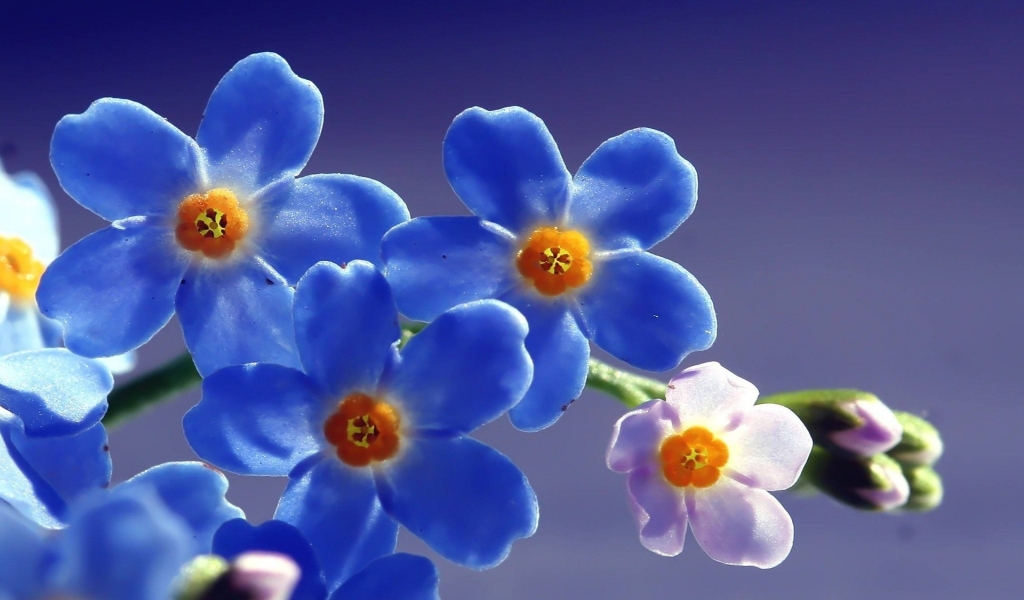 Blue Forget Me Not Flower for 1024 x 600 widescreen resolution