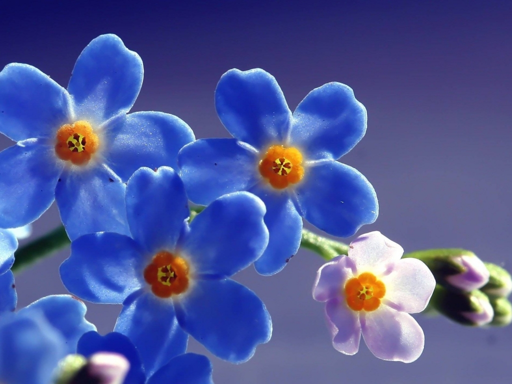 Blue Forget Me Not Flower for 1024 x 768 resolution