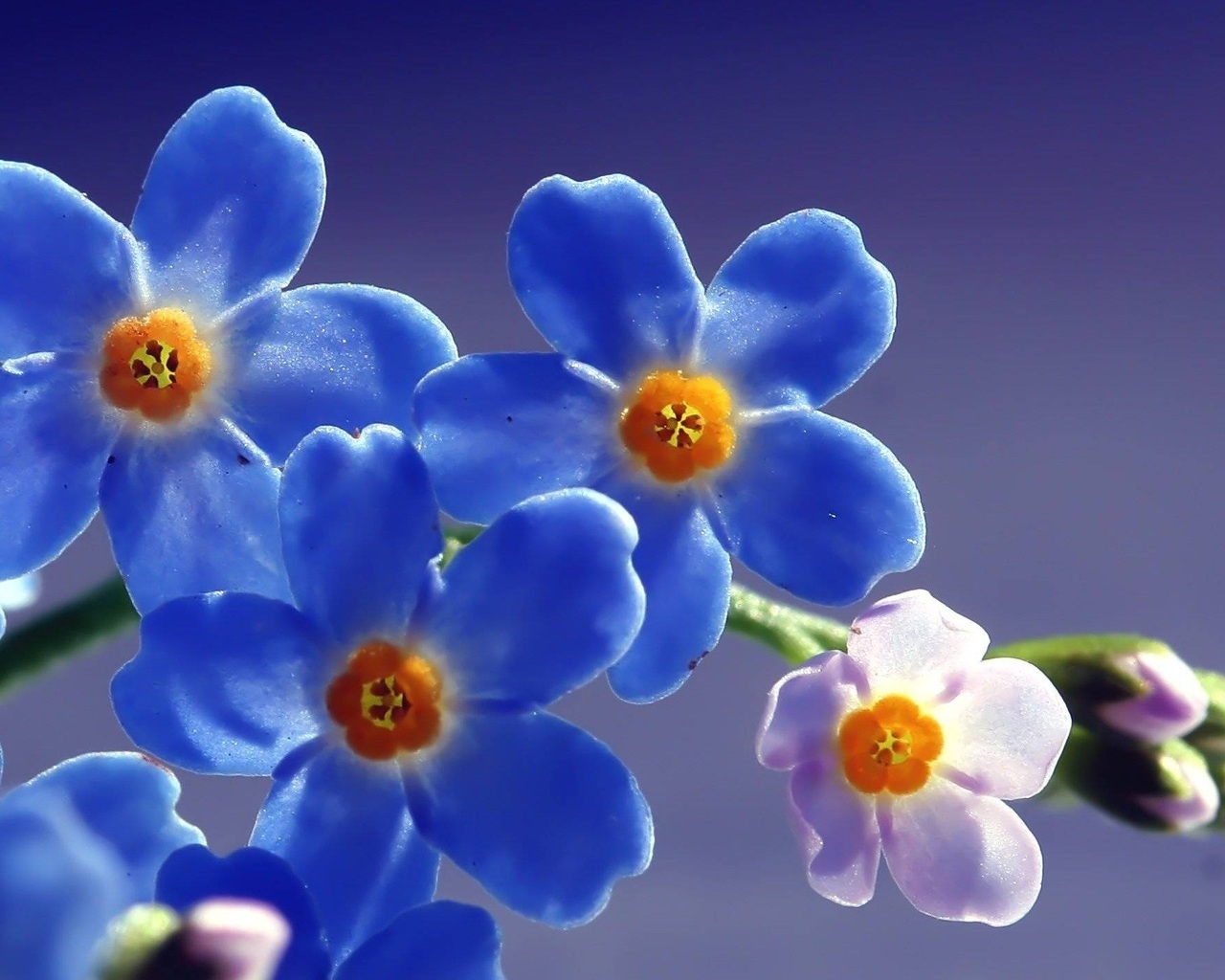 Blue Forget Me Not Flower for 1280 x 1024 resolution