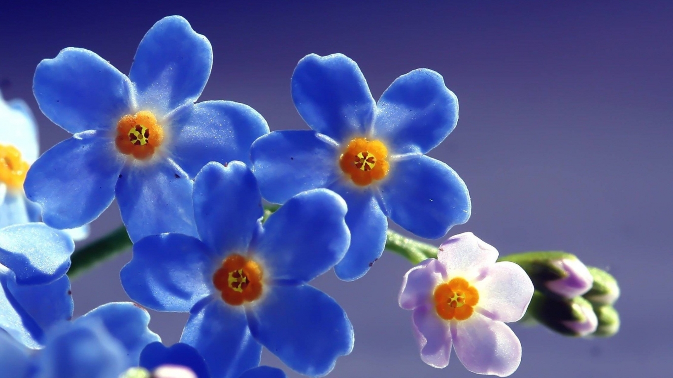 Blue Forget Me Not Flower for 1366 x 768 HDTV resolution