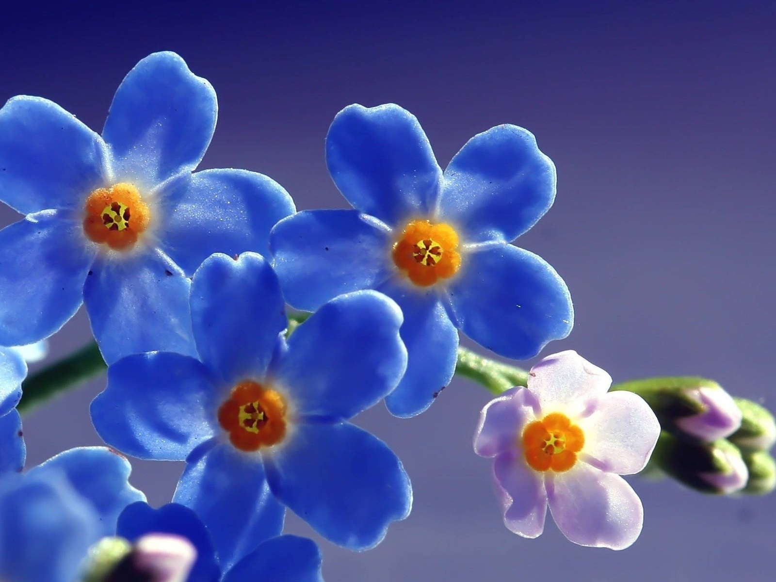 Blue Forget Me Not Flower for 1600 x 1200 resolution