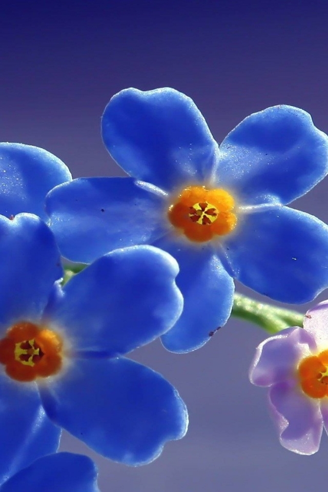 Blue Forget Me Not Flower for 640 x 960 iPhone 4 resolution