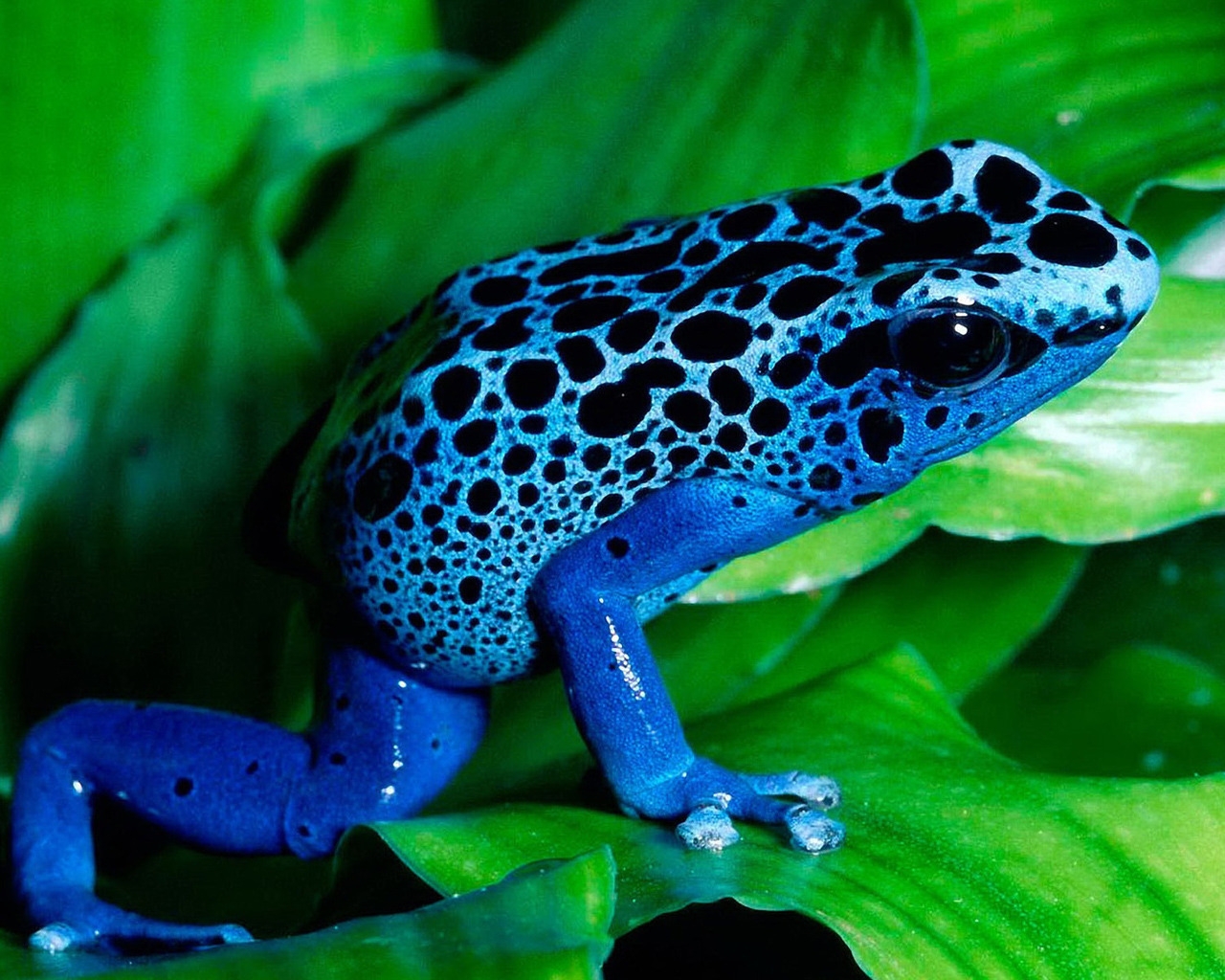 Blue Frog for 1280 x 1024 resolution