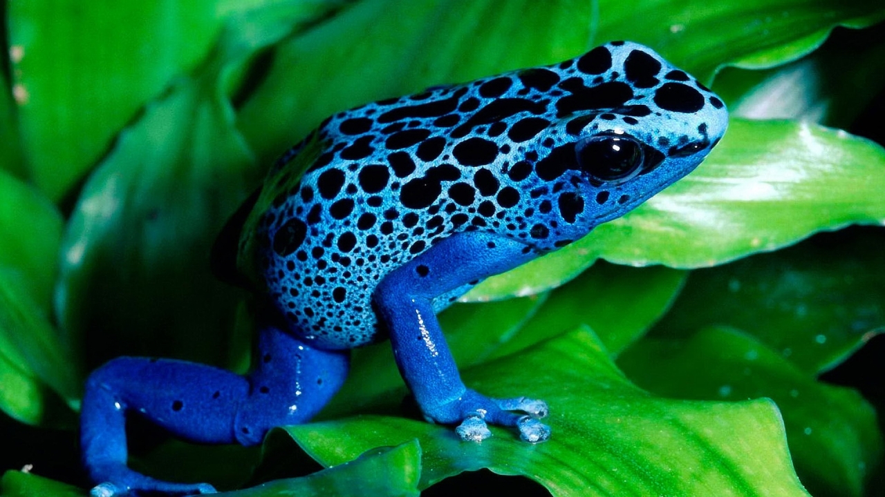 Blue Frog for 1280 x 720 HDTV 720p resolution