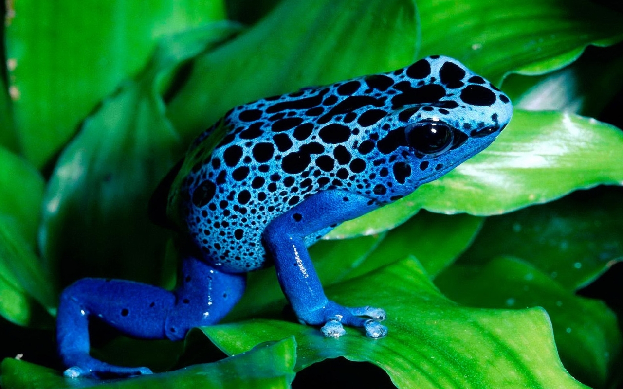 Blue Frog for 1280 x 800 widescreen resolution