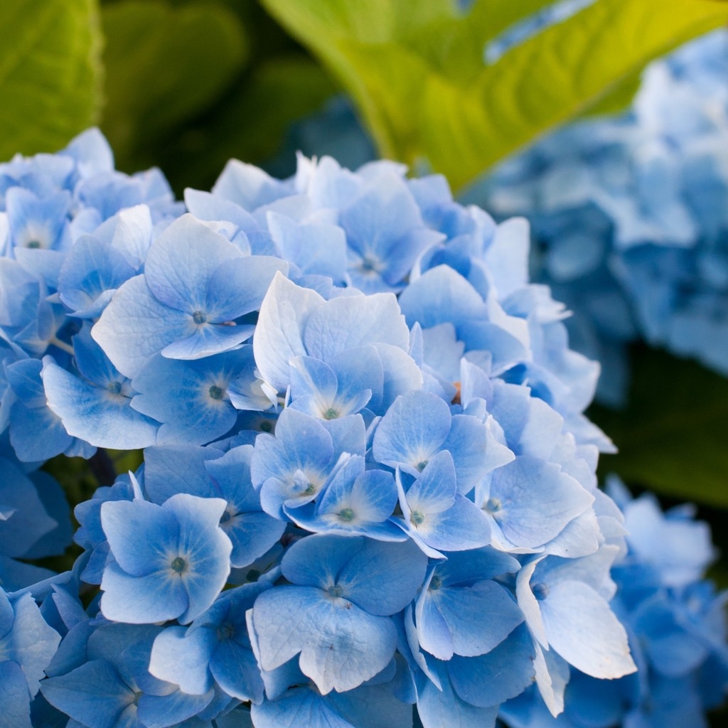 Blue Hydrangea Flower for 1024 x 1024 iPad resolution