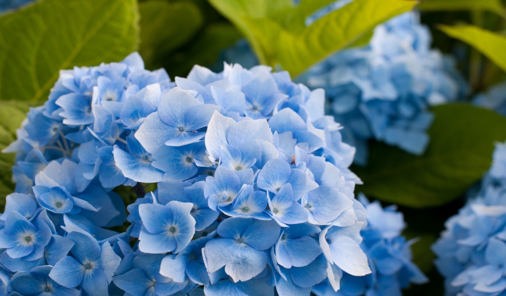 Blue Hydrangea Flower for 1024 x 600 widescreen resolution