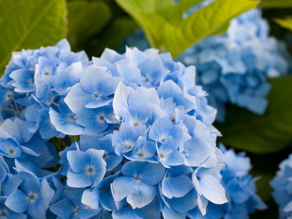Blue Hydrangea Flower for 1024 x 768 resolution