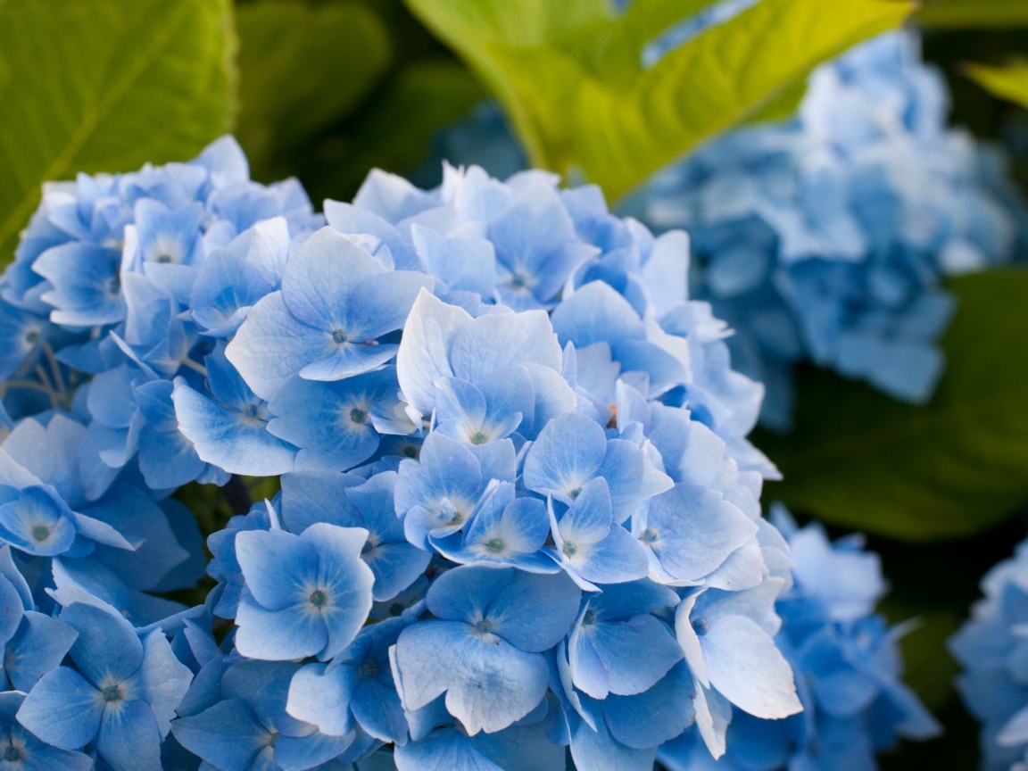 Blue Hydrangea Flower for 1152 x 864 resolution
