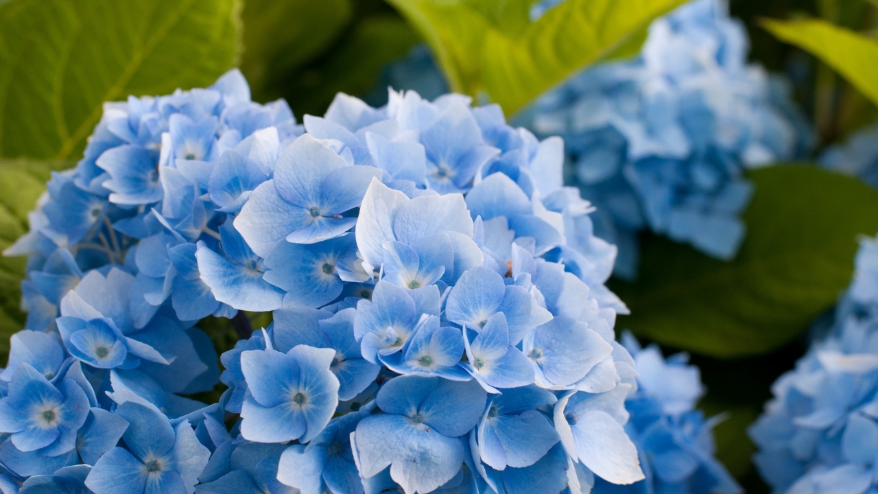 Blue Hydrangea Flower for 1280 x 720 HDTV 720p resolution