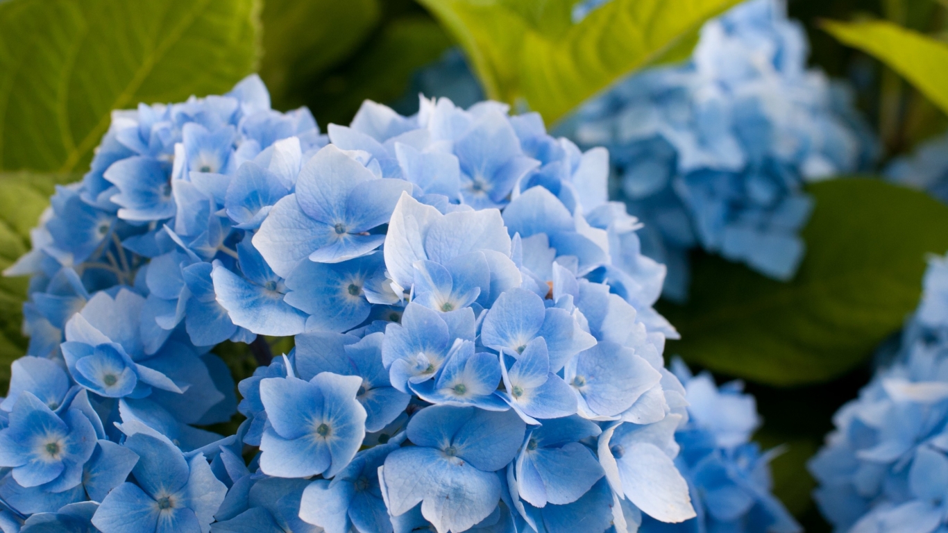 Blue Hydrangea Flower for 1366 x 768 HDTV resolution