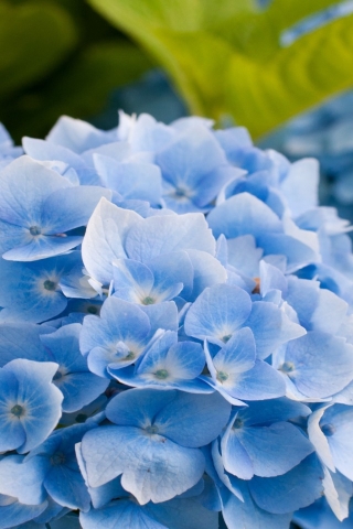 Blue Hydrangea Flower for 320 x 480 iPhone resolution