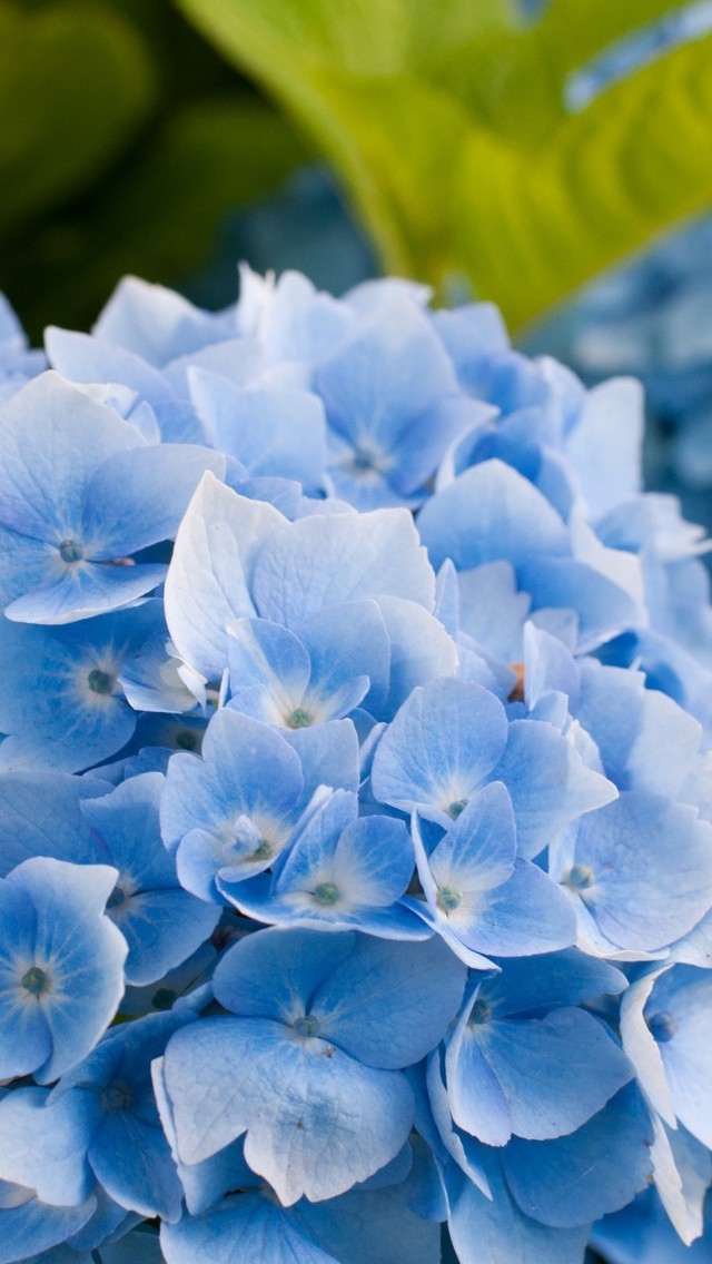 Blue Hydrangea Flower for 640 x 1136 iPhone 5 resolution