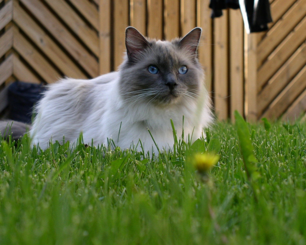 Blue Mitted Ragdoll for 1280 x 1024 resolution