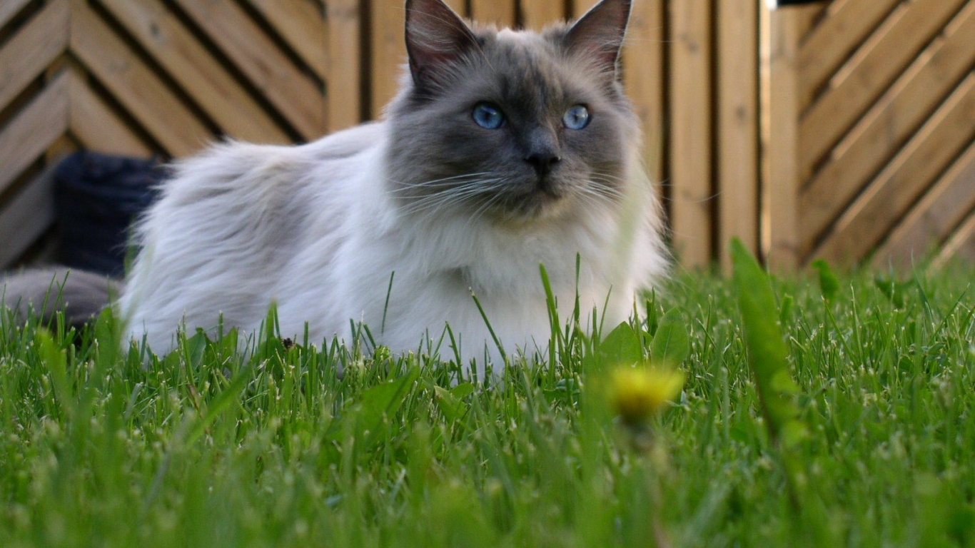 Blue Mitted Ragdoll for 1366 x 768 HDTV resolution