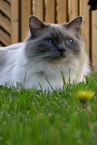 Blue Mitted Ragdoll for 320 x 480 iPhone resolution