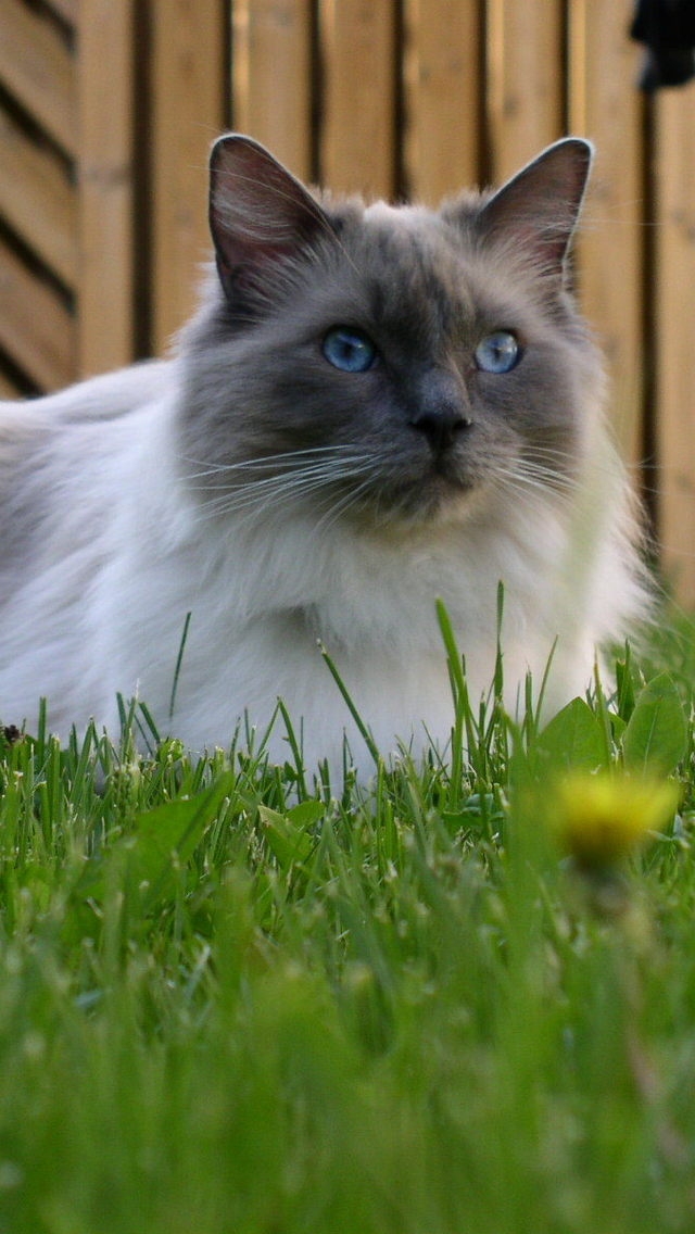 Blue Mitted Ragdoll for 640 x 1136 iPhone 5 resolution